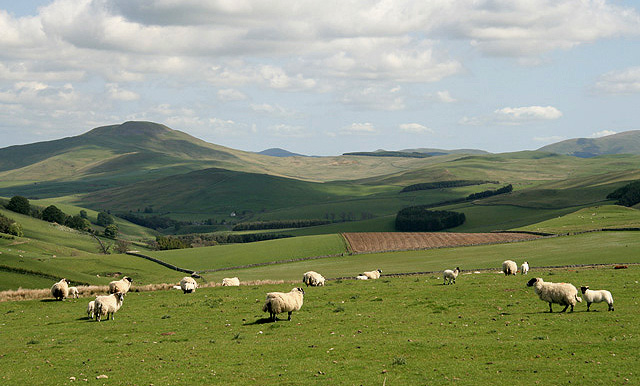 Sheep_at_Threstle_Bog