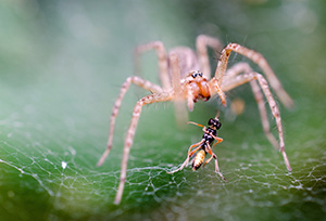 Photograph of a spider eating an ant on a spiderweb