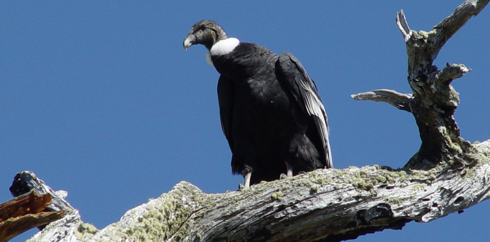 Photograph of a condor perched on a log against a blue sky.