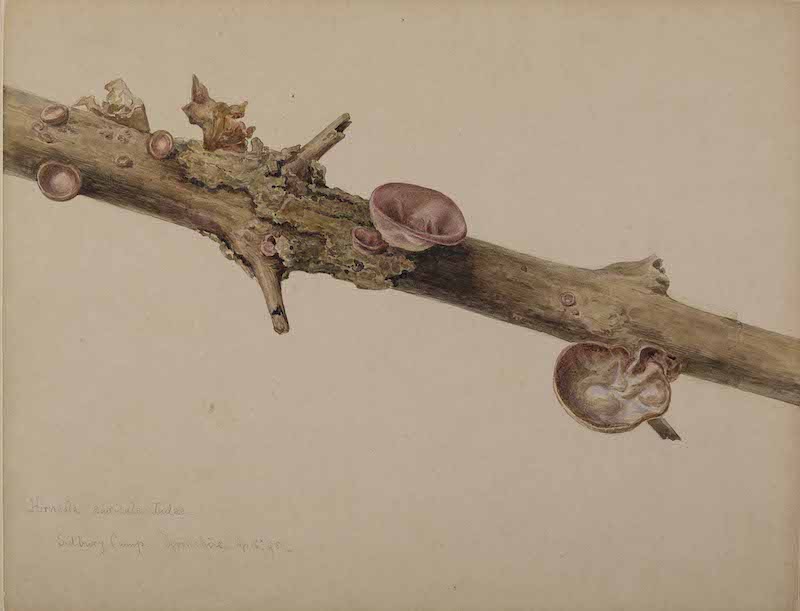 Mycological illustration of spores on a branch
