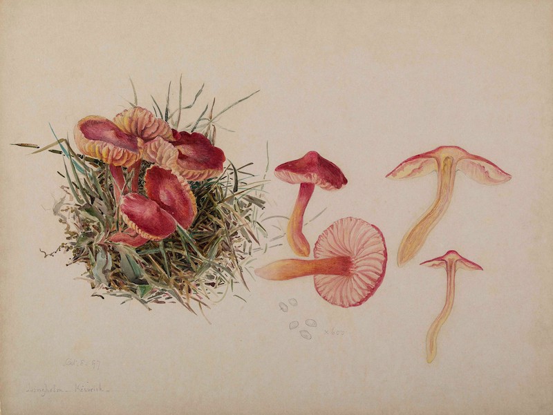 Mycological illustration of various mushrooms