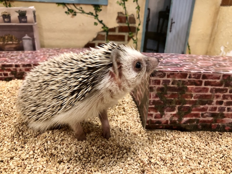 A hedgehog being cute in a Hedgehog Cafe