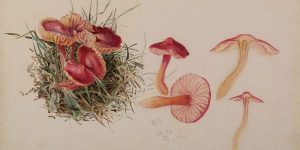 Cute Ecologies: Beatrix Potter, Mushrooms and Miniature Worlds