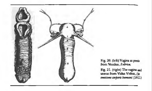 Aristotle and Gender - scientific-style illustration of penis as vagina