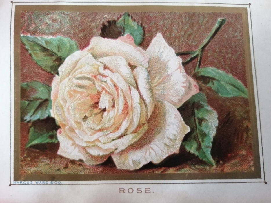 Image of a rose from book