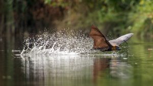 A flying fox landing on water