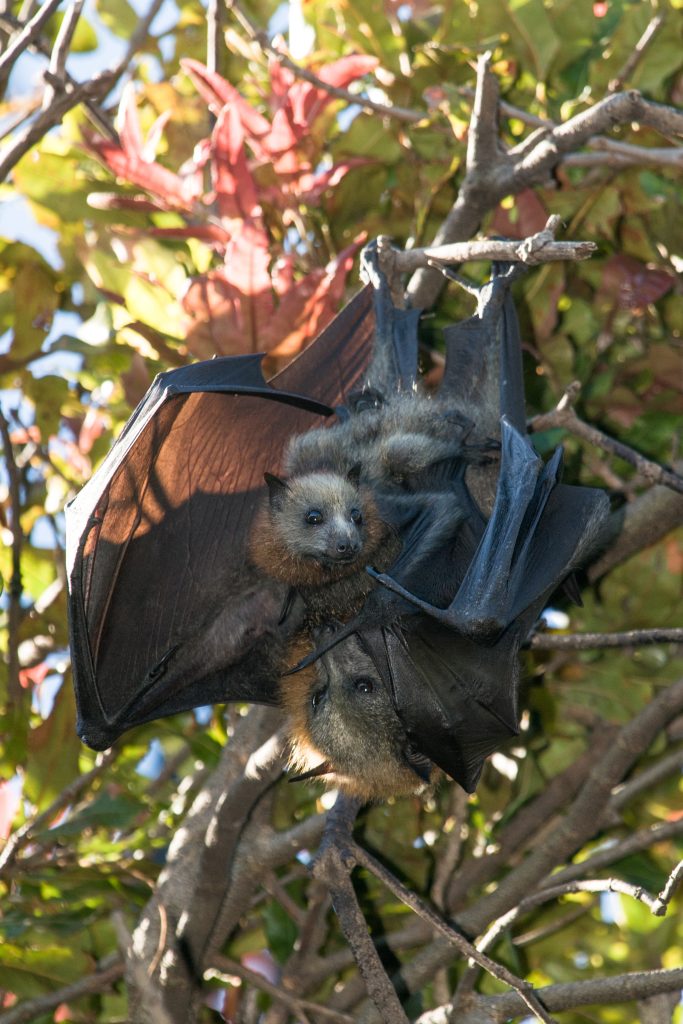 A pair of flying foxes in a tree