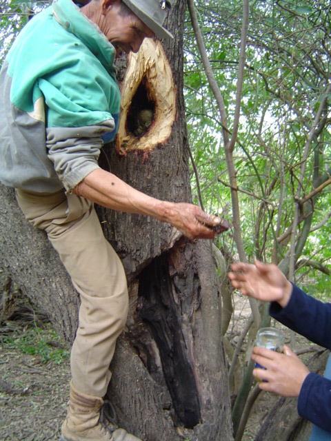 Photo of a man standing in a tree handing honey to another person, off camera.
