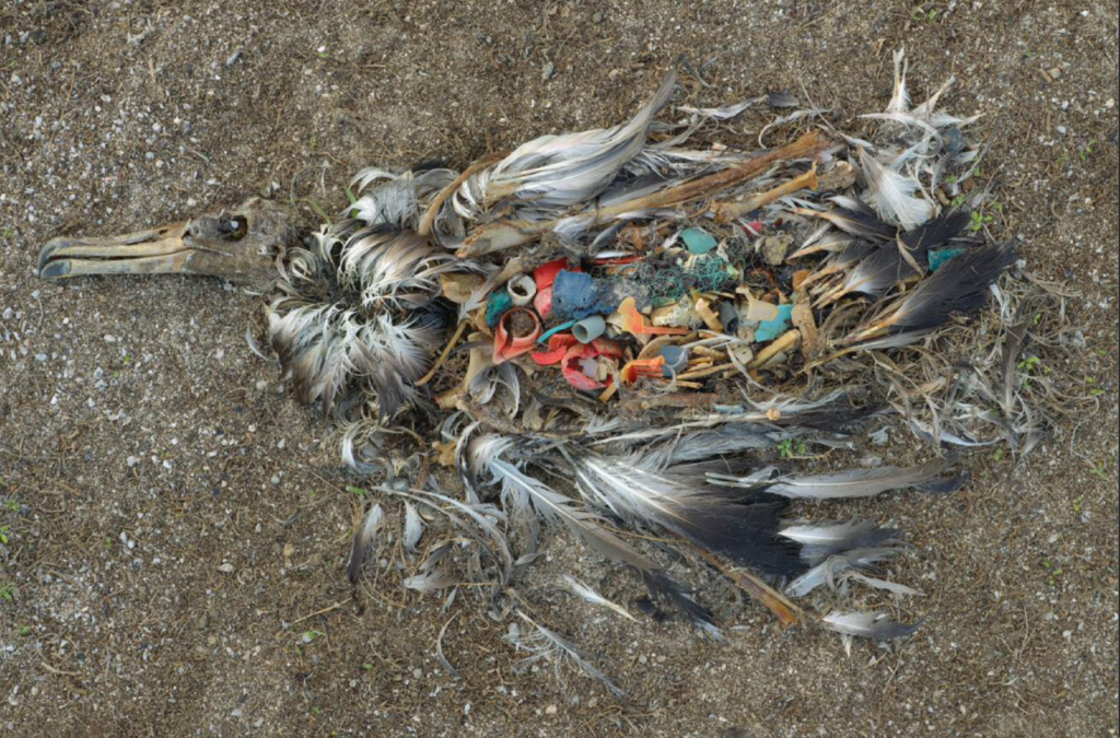 Chris Jordan: Unaltered remains of a Laysan albatross fledgling, Midway Island, Pacific Ocean, 2009 featured in Surveying the Anthropocene