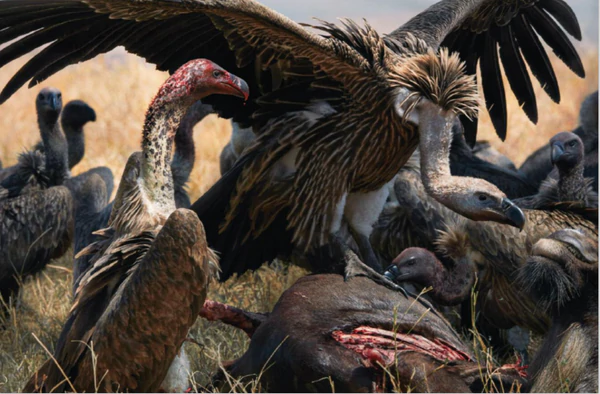 Tim Flach: White-backed African vultures: essential scavengers but critically endangered by intentional poisoning featured in Surveying the Anthropocene