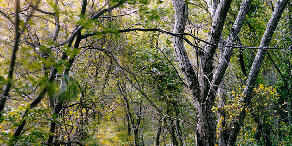 Pedro David de Oliveira Castello Branco: Suffocation #12, from project ‘Hardwood’, Cerrado, Brazil