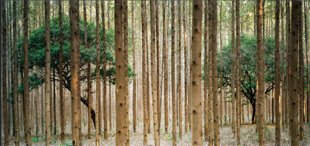 Destruction of natural systems: forests 1 - Pedro David de Oliveira Castello Branco: Suffocation #12, from project ‘Hardwood’, Cerrado, Brazil