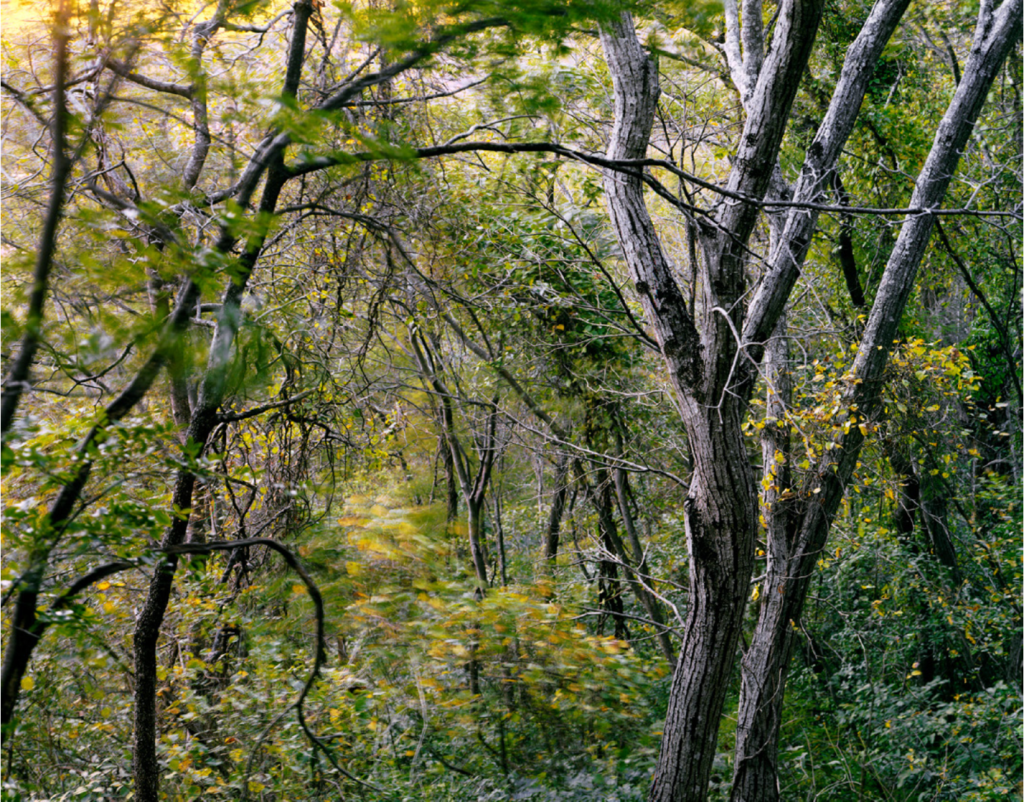 Destruction of natural systems: forests 2 -Pedro David de Oliveira Castello Branco: Mata de cerrado, from the ongoing project ’Campo Cerrado’, Brazil