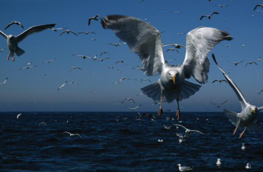 Gannets in flight near the Bass Rock, Firth of Forth, Scotland [Matthew Dalziel + Louise Scullion]