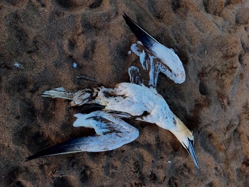 Corpse of a gannet from the Bass Rock colony found on a nearby beach, 2022 [Patricia Macdonald]
