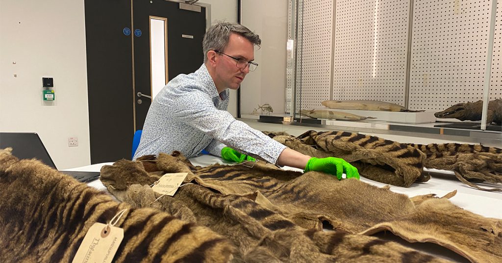 A man wearing glasses, a blue spotted shirt and green plastic gloves sits at a table inspecting thylacine skins