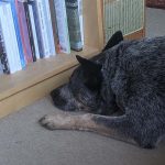 A grey dog lies on a carpet facing a bookshelf