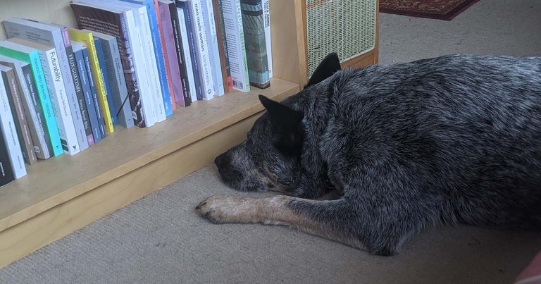 A grey dog lies on a carpet facing a bookshelf