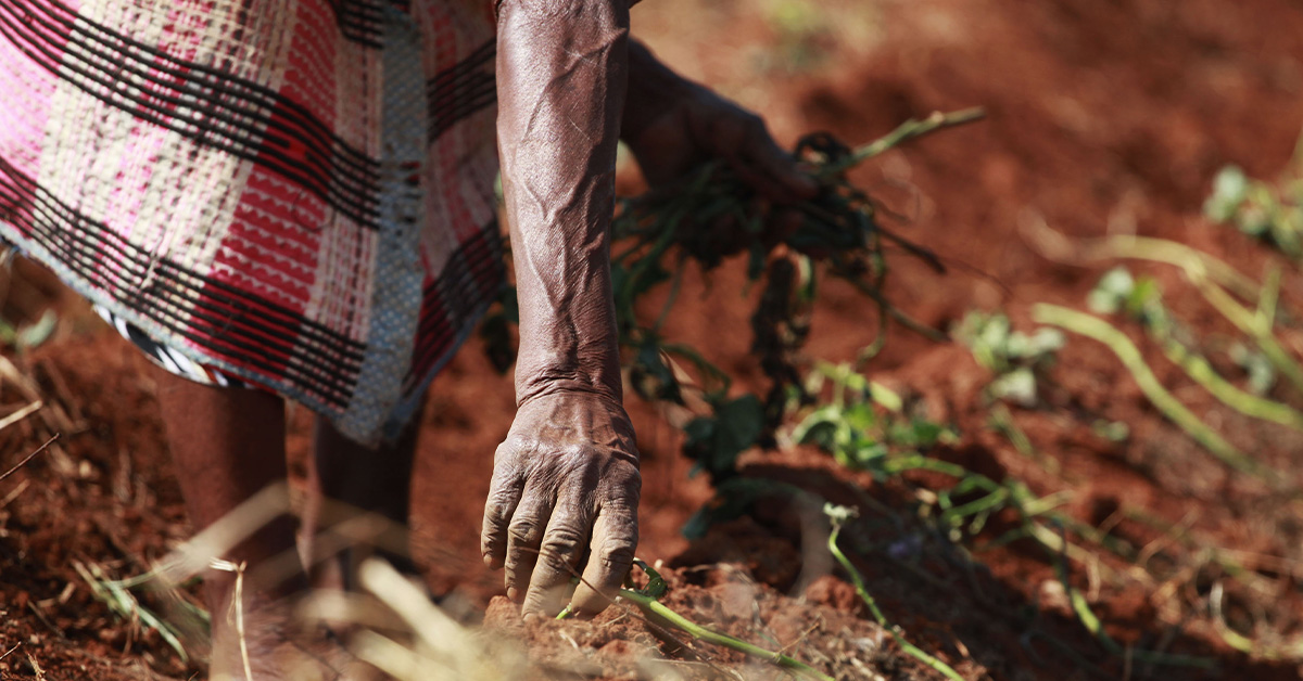 An elderly woman's hands can be seen planting vegetables in red soil