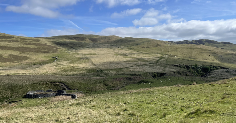 A picture showing bare hills being grazed by sheep in the Ettrick valley.