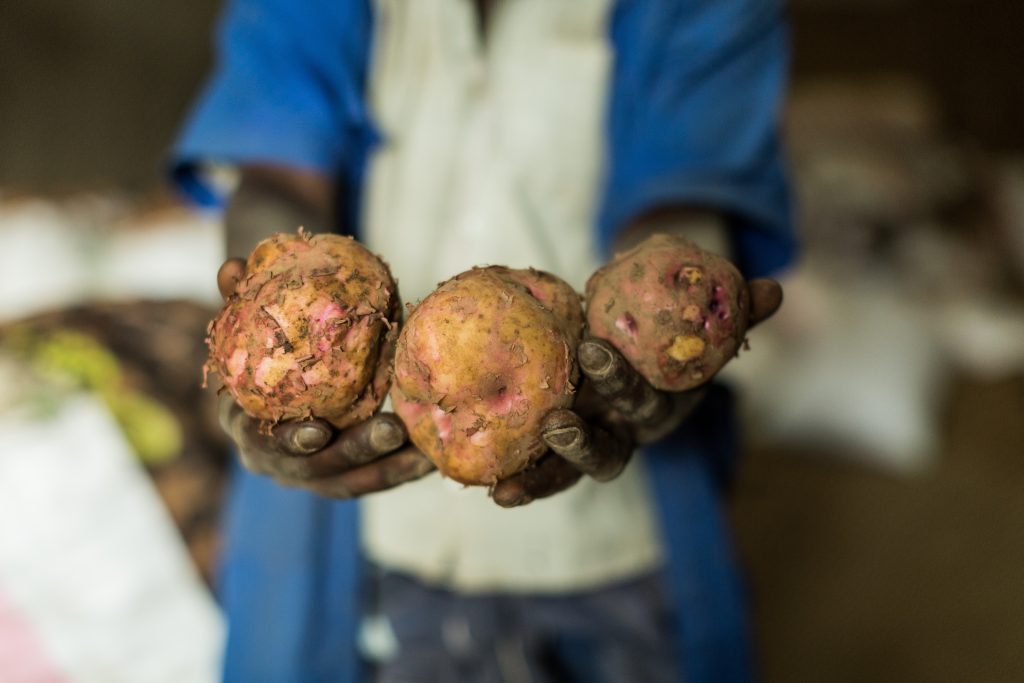 The photo shows a closeup of three potatoes in a man's hands being offered forward to the camera. In the background is the man's torso. He is dressed in a white t-shirt and blue short sleeeved shirt. The rest of the background is out of focus and the man's neck and head are outside the frame. The potatoes are muddy ansd appear as if they have been recently harvested.