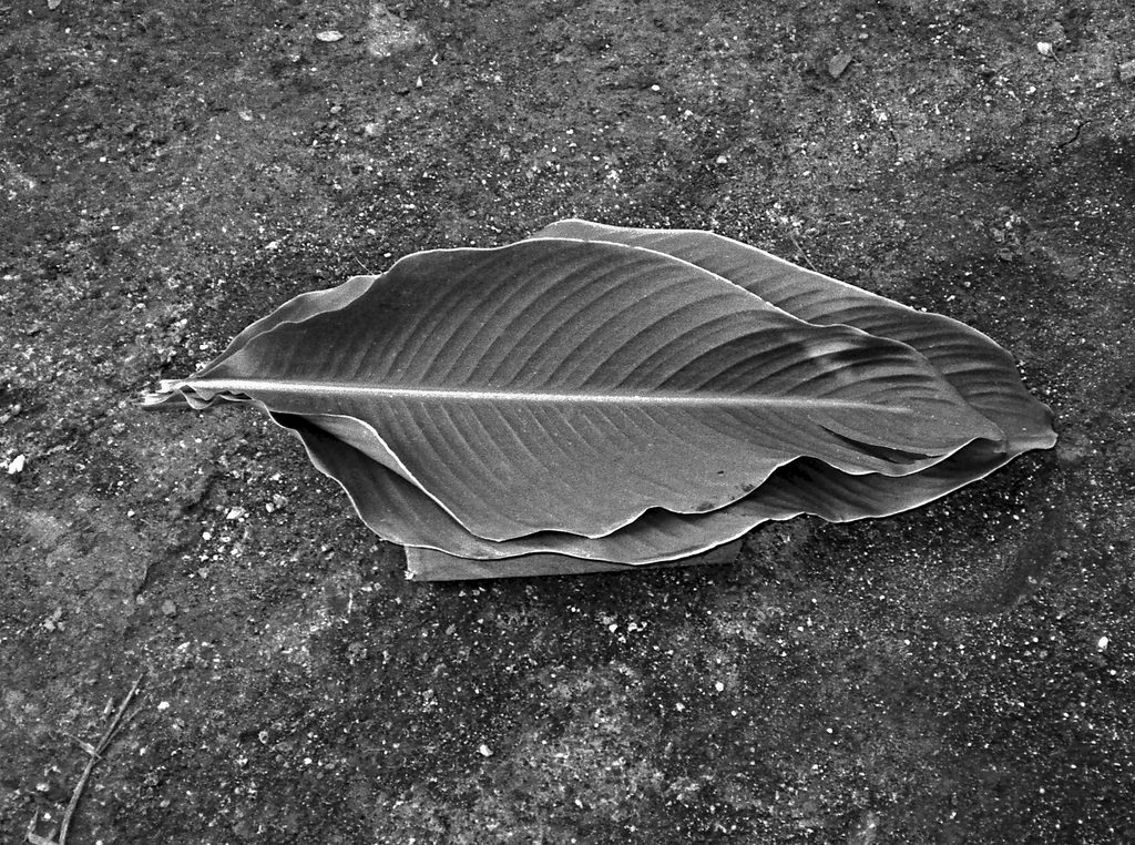 The black and white image provides a close-up view taken from above of several large leaves in a pile lying on a dark, coarse ground surface. The leaves appear to be from a tropical plant, exhibiting prominent parallel veins running the length of each leaf. They are broad, oblong, and slightly folded or crumpled, lying on top of one another. The leaves lie on the ground that looks like soil, possibly compacted earth or gravel. It's rough in texture, with small stones and particles visible. The lighting is soft and diffused, with no harsh shadows.